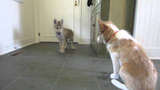 Baby Wolf Meets Border Collie Pup The Telltale Tail [upl. by Ycats635]