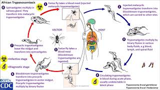 Trypanosomaiasis African life cycle [upl. by Yesnek]