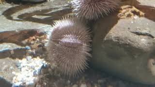 Common Sea Urchin Echinus esculentus [upl. by Eyahc]