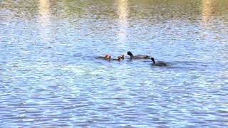 Eurasian Coots feeding their young chicks [upl. by Fauch]