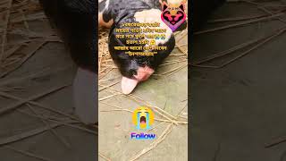 স্বপ্ন আর নেই abnormal birth calf cow nature animals delivery dairy farm reels shorts [upl. by Hinkel585]