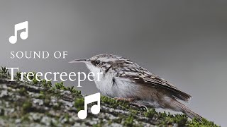 👉 S12 Eurasian Treecreeper  Certhia familiaris   Cojoaică [upl. by Roldan]