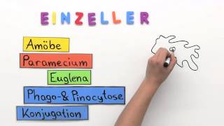 Einzeller  Biologie  Biologie der Zellen [upl. by Dilly]