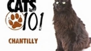 Chantilly  Cats 101 [upl. by Giddings]