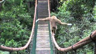 Gibbon on the Monkeyland bridge [upl. by Findley680]