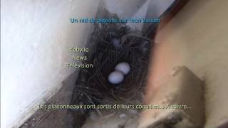 Des pigeonneaux sortent de leurs coquilles sur mon balcon [upl. by Cyrano]