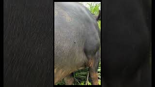 Catching the gadfly while the buffalo eats grass gadfly eatgrass buffalo rurallife [upl. by Anawik401]