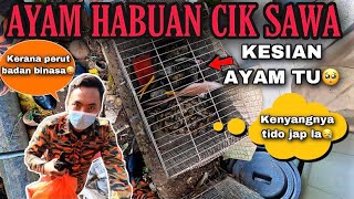 CIK SAWA MENGGANAS DALAM SANGKAR AYAM  KERANA PERUT BADAN BINASA  CELORENG BOMBA [upl. by Airres112]