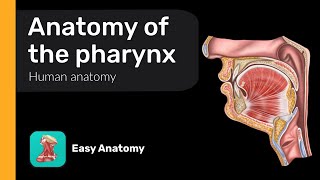 Anatomy of the pharynx  Waldeyers tonsillar ring  Anatomy amp Function [upl. by Davey]