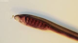 Brook Lamprey ammocoete [upl. by Nekcerb]