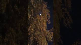 Mesecina iza krosnji drveca 🌜🌴shortviral moon nice krosnjeKatarinaSreckovicfd9kp [upl. by Jelsma599]