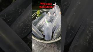 9500610567 Guppy fish for sale in tamil exoticguppies fancyguppy imported guppy fish in tamil [upl. by Maudie]