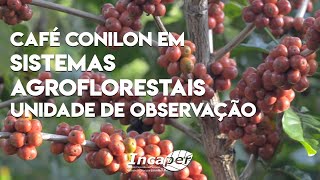 Café Conilon em Sistemas Agroflorestais  Unidade de Observação [upl. by Essam]