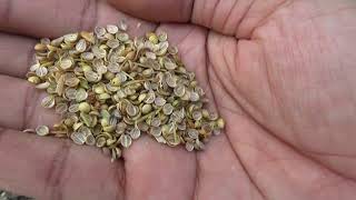 Winter Vegetables to Grow  Coriander Planting at Home  Coriander Harvesting [upl. by Josepha]