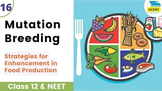 Mutation Breeding  Strategies for Enhancement in Food Production Class 12 neetbiology ncertdecode [upl. by Lolande]