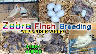 Zebra Finch Breeding  Eggs laying to eggs hatching full breed [upl. by Llehcram751]