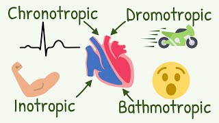 Chronotropic Inotropic Dromotropic Bathmotropic Actions Explained  Cardiac Tropism [upl. by Christenson]