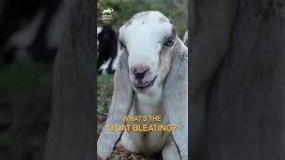 Whats the goat bleating Wrong answers only  shorts animalplanet [upl. by Inna]