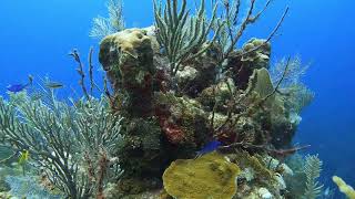 Channel diving with a Surprise at the end  Roatan  62824 [upl. by Enyt]