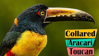 Collared Aracari Toucan  Get to Know the Costa Rica Bird Aracari Toucan [upl. by Weisburgh36]