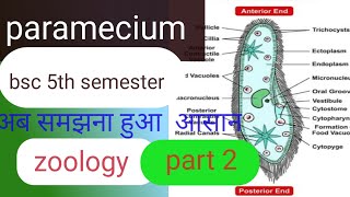 parameciumbsc 5th semester parameciumparamecium physiology and reproduction paramecium param [upl. by Odla537]