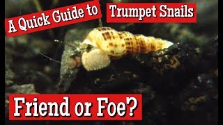 Trumpet Snails Friend or Foe A Quick Guide [upl. by Hakim39]