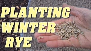 How to Plant Winter Rye as a Cover Crop [upl. by Arihday958]