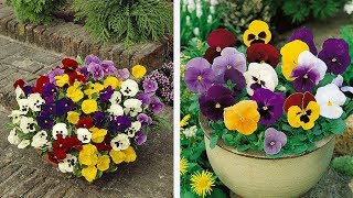 How to Plant Universal Pansies WinterSpring Guide [upl. by Cavanaugh]