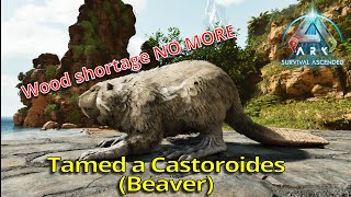 I Tamed a Castoroides Beaver  Ark Survival Ascended  Episode 7 [upl. by Gainor333]