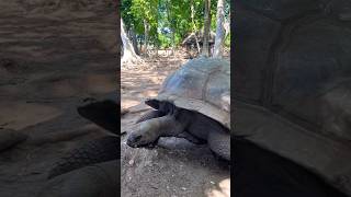 The Giant Aldabra tortoises of Prison Island Zanzibar 🐢🐢 africansafari youtubeshorts moreviews [upl. by Faustine]