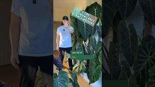 5 Tips to grow large plants indoors specifically aroids  aroids houseplants indoorplants [upl. by Lesya]