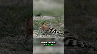 Discover the Hoopoe Natures Enigmatic Crown Jewel [upl. by Vanny693]