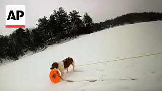 Moment Michigan mans dog helps rescue him from icy lake [upl. by Tartaglia567]