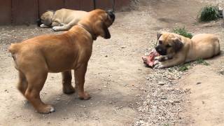 Boerboel puppy needs bone [upl. by Ordnazil]