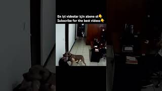 PITBULL ATTACKS OWNER animals dogs dog pet pets pitbull youtubeshorts youtuber shorts fyp [upl. by Ern]