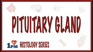 Pituitary Gland Histology [upl. by Tessil]