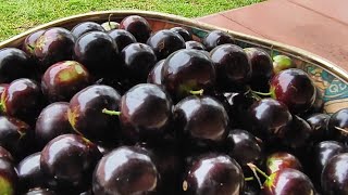 Licor de Jabuticaba [upl. by Yar]