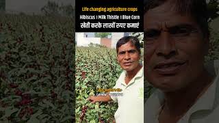 Life Changing Agri Crops agribusiness agriculture । farmer can earn lakhs profitablefarming [upl. by Lambart]