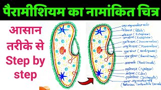 पैरामीशियम का नामांकित चित्र  paramecium ka namankit chitra  how to draw paramecium diagram easily [upl. by Halilak]