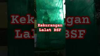 Kekurangan Lalat BSF sampahorganik magotbsf budidayamaggotbsf maggotsidoarjo lalatbsf [upl. by Okimuk392]