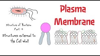 Structure of Bacteria  Part 4  Plasma membrane [upl. by Vashtee]