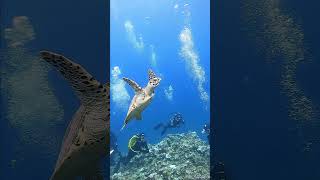 Green Sea Turtle in northern mariana islands shorts underwater [upl. by Chadwick]