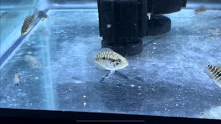 Parachromis Multifasciatus Cichlid One Of My Favorite Central American Cichlids [upl. by Nosreffej]