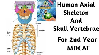 Human Axial Skeleton l Skull l Vertebrae l thoracic cage lSternum lSindh text braod l 2nd yearMdcat [upl. by Seed]