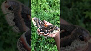 Cecropia Moth Handling [upl. by Awad]