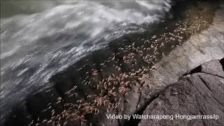 These Shrimp Leave the Safety of Water and Walk on Land [upl. by Chaddy]