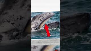 How Does Baleen Whale work  Elite Fact  shorts [upl. by Okiek]