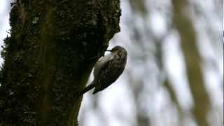 Eurasian Treecreeper or Common Treecreeper Certhia familiaris  Waldbaumläufer [upl. by Juster]