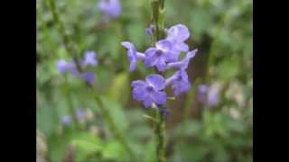 長穗木  Blue porterweed   Stachytarpheta jamaicensis  L  vahl [upl. by Hannan316]