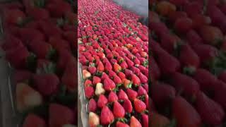 morangos strawberry morango fruit frutasparatodahora frutasvermelhas [upl. by Blair]